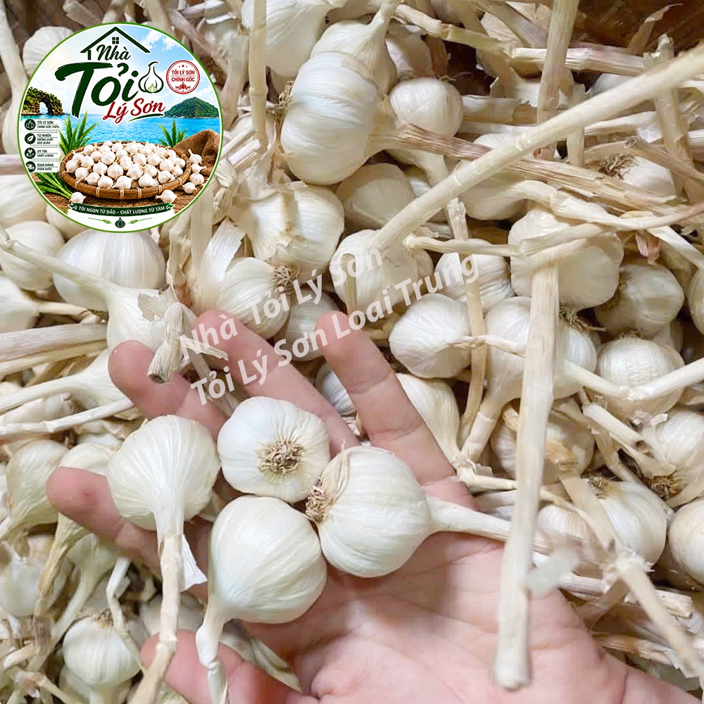Tỏi Lý Sơn Nhiều Tép Loại Trung Chính Gốc Nhà Tỏi Lý Sơn 1kg