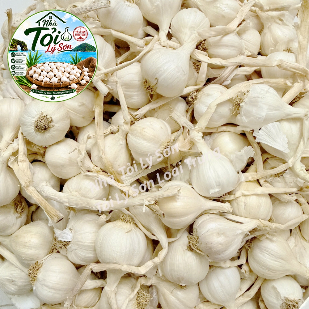 Tỏi Lý Sơn Nhiều Tép Loại Trung Chính Gốc Nhà Tỏi Lý Sơn 1kg