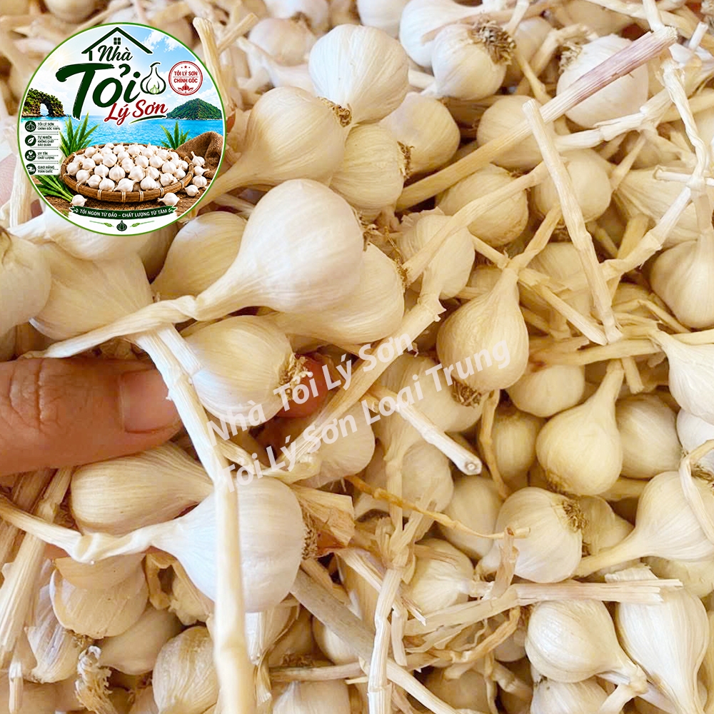 Tỏi Lý Sơn Nhiều Tép Loại Trung Chính Gốc Nhà Tỏi Lý Sơn 1kg