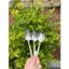 Combo 10 Chiêc Thìa Inox Dẹt Cán Dài Phong Cách Hàn Quốc Dùng Ăn Cơm, Sinh Tố. Cà Phê
