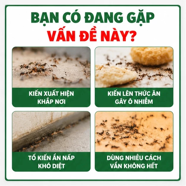 🐜 Diệt kiến nhập khẩu Nhật Bản tiêu diệt tận ổ kiến hiệu quả cao, an toàn cho nhà ở và trẻ nhỏ