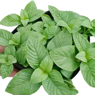 Rau Xá Xị Thơm Trồng Chậu Sẵn