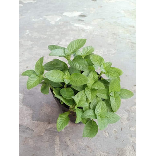 Rau Xá Xị Thơm Trồng Chậu Sẵn