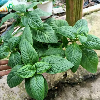 Rau Xá Xị Thơm Trồng Chậu Sẵn