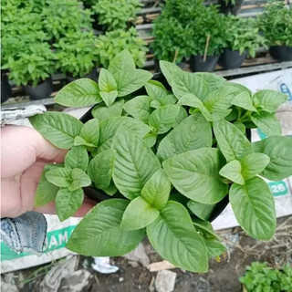 Rau Xá Xị Thơm Trồng Chậu Sẵn