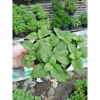 Rau Xá Xị Thơm Trồng Chậu Sẵn