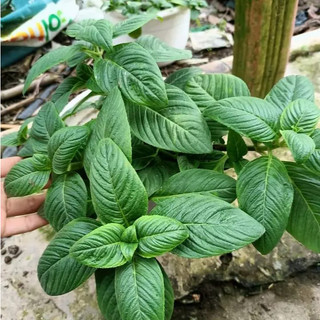 Rau Xá Xị Thơm Trồng Chậu Sẵn