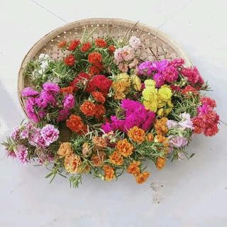 Cành Giống Hoa Mười Giờ Thái Nhiều Màu( Com Bo 2 Kí Mix Nhiều Màu)