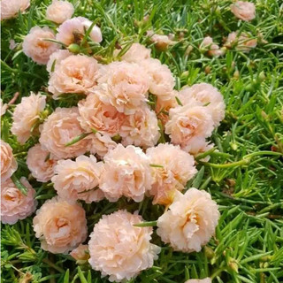 Cành Giống Hoa Mười Giờ Thái Nhiều Màu( Com Bo 2 Kí Mix Nhiều Màu)