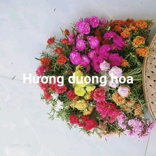 Cành Giống Hoa Mười Giờ Thái Nhiều Màu( Com Bo 2 Kí Mix Nhiều Màu)