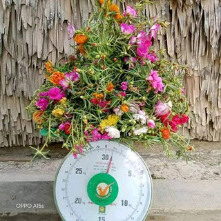 Cành Giống Hoa Mười Giờ Thái Nhiều Màu( Com Bo 2 Kí Mix Nhiều Màu)