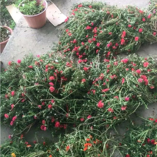 1 Bó Hoa Mười Giờ 10 Màu Cắt Cành