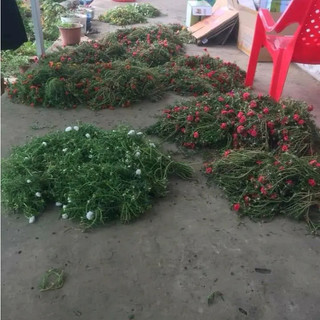 1 Bó Hoa Mười Giờ 10 Màu Cắt Cành