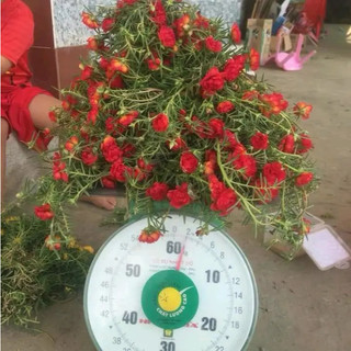 1 Bó Hoa Mười Giờ 10 Màu Cắt Cành