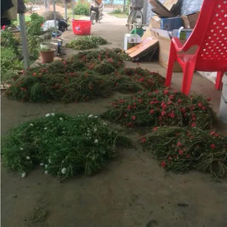 1 Bó Hoa Mười Giờ 10 Màu Cắt Cành