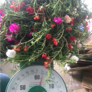 1 Bó Hoa Mười Giờ 10 Màu Cắt Cành