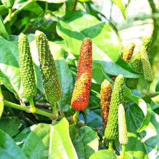 Tiêu Lốp (Tiêu Dài) Thơm Cay