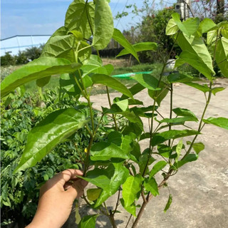 Chậu Cây Lá Cách Khỏe Dễ Trồng