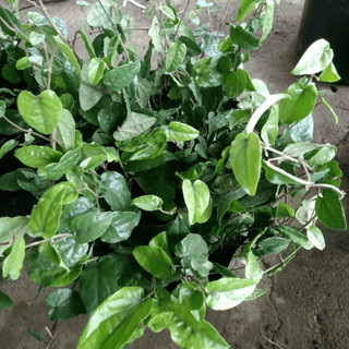 Tiêu Lốp (Tiêu Dài) Thơm Cay