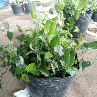 Tiêu Lốp (Tiêu Dài) Thơm Cay