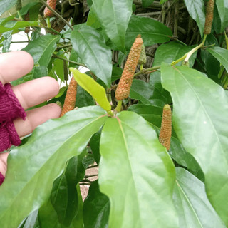 Tiêu Lốp (Tiêu Dài) Thơm Cay