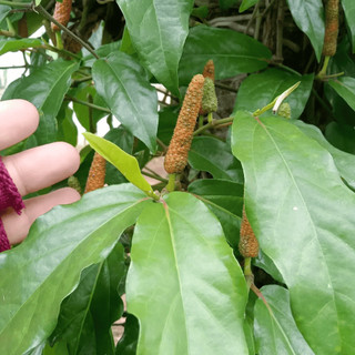 Tiêu Lốp (Tiêu Dài) Thơm Cay