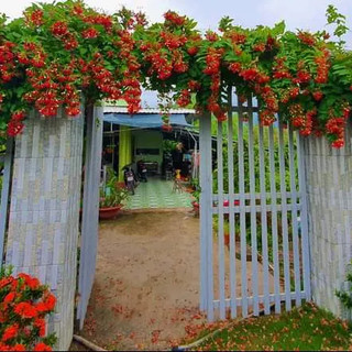 Sử Quân Tử - Hoa Leo Thơm Dịu