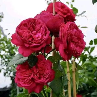 Hoa Hồng Leo Red Eden - Hoa To Màu Hồng Đậm