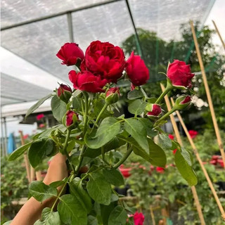 Hoa Hồng Leo Red Eden - Hoa To Màu Hồng Đậm
