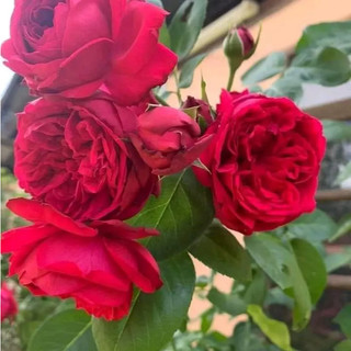 Hoa Hồng Leo Red Eden - Hoa To Màu Hồng Đậm
