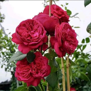 Hoa Hồng Leo Red Eden - Hoa To Màu Hồng Đậm
