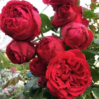 Hoa Hồng Leo Red Eden - Hoa To Màu Hồng Đậm