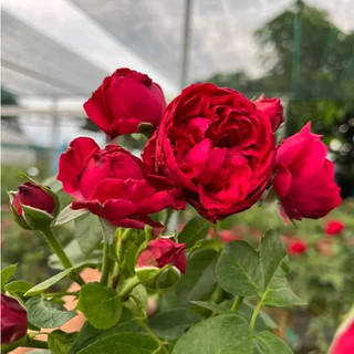 Hoa Hồng Leo Red Eden - Hoa To Màu Hồng Đậm