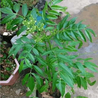 Cây Cóc Lùn Siêu Quả