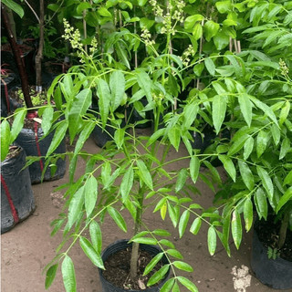 Cây Cóc Lùn Siêu Quả