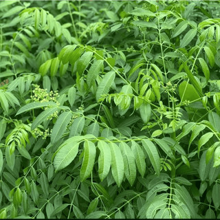 Cây Cóc Lùn Siêu Quả