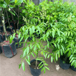 Cây Cóc Lùn Siêu Quả