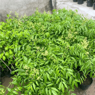 Cây Cóc Lùn Siêu Quả