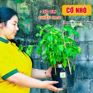 Cây Dâu Tằm sẵn trái THIỆN FARM cây trồng chậu, trồng sân thượng, ban công