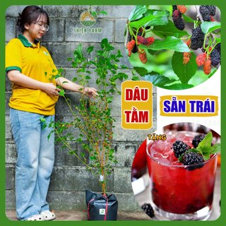 Cây Dâu Tằm sẵn trái THIỆN FARM cây trồng chậu, trồng sân thượng, ban công