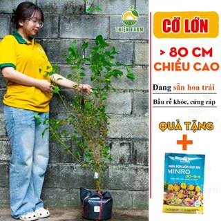Cây Dâu Tằm sẵn trái THIỆN FARM cây trồng chậu, trồng sân thượng, ban công