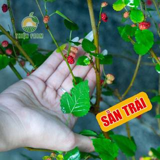 Cây Dâu Tằm sẵn trái THIỆN FARM cây trồng chậu, trồng sân thượng, ban công