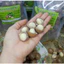 1kg mac ca size trung sấy chín tác nứt vỏ thơm ngon giòn béo