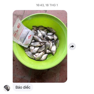 Tạo rong siêu rẻ dùng cho mồi vê vuốt