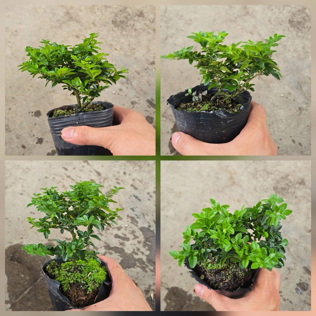 Kim Quýt Thái Bonsai Mini