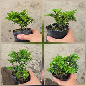 Kim Quýt Thái Bonsai Mini