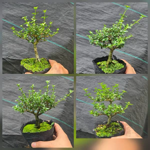 Sam Hương Bonsai Mini