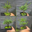Sam Hương Bonsai Mini