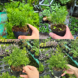 Cây Tùng Thiên Môn Mini, Bán Cạn, Terrarium