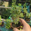 Cây Bạch Tuyết Mai Chậu 2-3 Cây